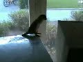 The Techno parrot