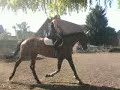 Tequila Sunrise