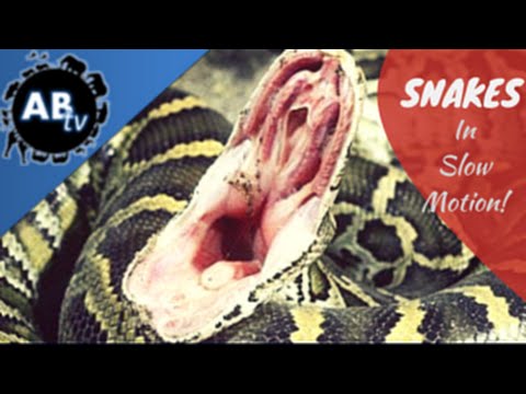 YouTube reptile video