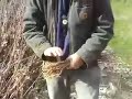 Gathering Basket Making Materials 2