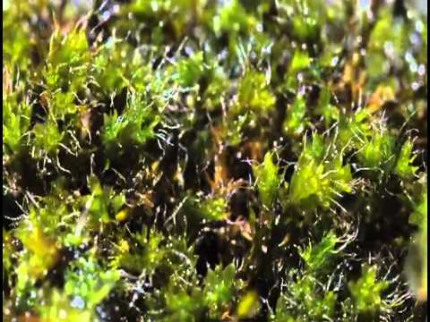 how to grow kyoto moss