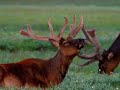 Voices of the Wind -  - Beautiful - Meditation