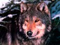 Voices of the Wind - Native American - Beautiful - Meditation