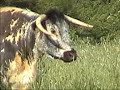 Helen O'Brien video 1