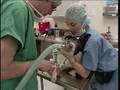 UC Davis Newswatch: Veterinarian Shortage
