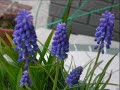 鉢植え
