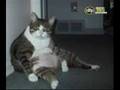 Fat animlas