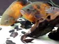 Oscars, plecos, Fire-eel, catfish, keyholes & polypterus 3