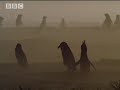 Oil slick -  African Penguin - Cool Bird in a Hot Spot - BBC wildlife