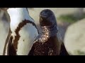Oil slick - African Penguin - Cool Bird in a Hot Spot - BBC wildlife