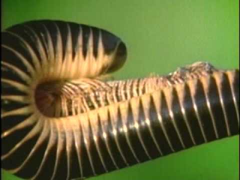 dizzo95 - millipede.