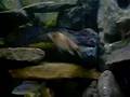 Mi acuario de Ciclidos africanos