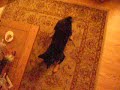 Kodi chasing a laser pointer Kodi chasing a laser pointer