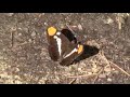 Butterfly - Yosemite