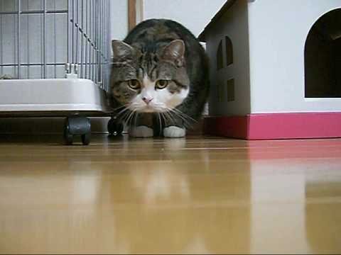 飛びかかるねこ。