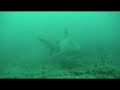 Requins Taureau Santa Lucia Cuba