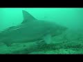 plong�e avec shark's friend a santa lucia