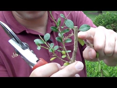 how to fertilize english boxwood