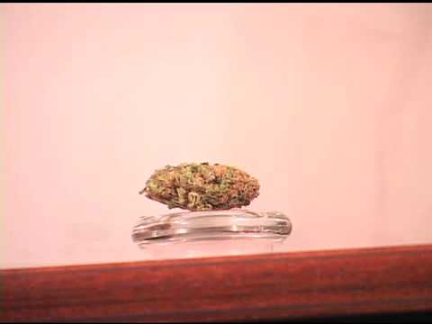 how to grow gdp strain