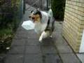 Chico-rough-collie-p