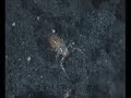 Pseudoschorpioenen