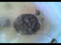 videos de turtle 2