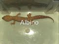 Leopard, Tokay & Bibrons Geckos & Giant Ghana Tiger Snails Leopard, Tokay & Bibrons Geckos & Giant Ghana Tiger Snails