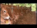 Zimbabwe farmers flee abroad - 26 Jul 08