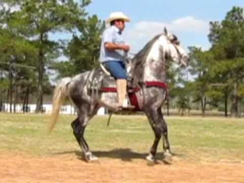 Baile caballo - El famoso caballo