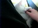My kitten Snowbi