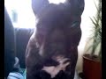 Franse buldog