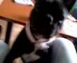 franse bulldog wicky