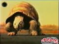 Tortuga.3gp