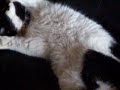 oreo asleep
