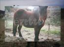 écuries du poney fringant écuries du poney fringant