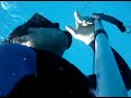 Samuelson, pesca sub - reboque de arraia Samuelson, pesca sub - reboque de arraia