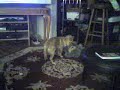 ポメラニアン動画