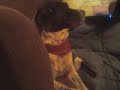 My spoiled dogs...Brandy, Sally and Casper