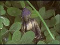 ~*~ CUTE CATS DAYDREAM (About a Gorilla & Buddha) ~*~ ~*~ CUTE CATS DAYDREAM (About a Gorilla & Buddha) ~*~