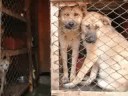 Cruelty to Animals Cruelty to Animals