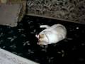 Cat Movie Cat Movie