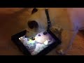 狗狗也會用 iPad 玩水果忍者
