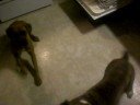 Boxers Bleu and Jersey and spaghetti