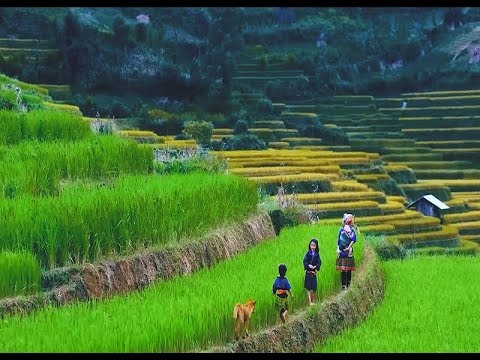 Thúc đẩy tiêu thụ sản phẩm cho đồng bào dân tộc thiểu số và miền núi