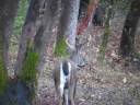 2008 BlackTail Video HawkeyeBilt Oregon Late Season Archery 2008 BlackTail Video HawkeyeBilt Oregon Late Season Archery