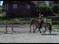 Móalingur von Oehrenstock - Trab, Galopp, Tölt