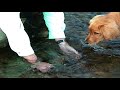 Trout Tickling on the Elk River Trout Tickling on the Elk River