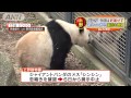 上野のパンダ