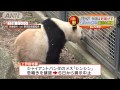 「恋鳴き」不発 上野のパンダ恋は実らず展示再開へ(14/03/17) 上野のパンダ