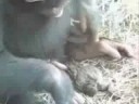 RIDE IT CHIMP REMIX...